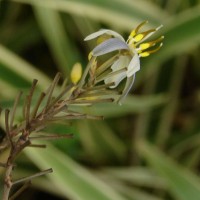 Dianella ensifolia (L.) Redouté